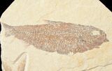Bargain Knightia Fossil Fish Plate #10884-2